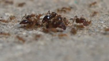 Karıncaların yiyecek arama görüntüleri