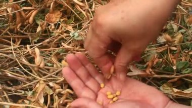 Çiftçiler soya fasulyesi hasatı