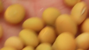 Çiftçiler soya fasulyesi hasatı