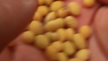 Çiftçiler soya fasulyesi hasatı