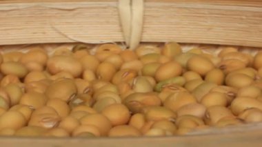 Çiftçiler soya fasulyesi hasatı