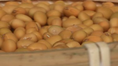 Çiftçiler soya fasulyesi hasatı