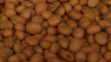 Çiftçiler soya fasulyesi hasatı
