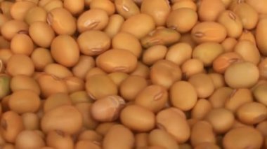 Çiftçiler soya fasulyesi hasatı