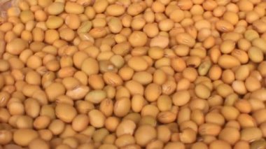 Çiftçiler soya fasulyesi hasatı