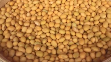 Çiftçiler soya fasulyesi hasatı
