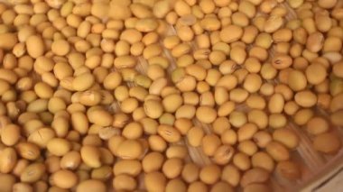 Çiftçiler soya fasulyesi hasatı