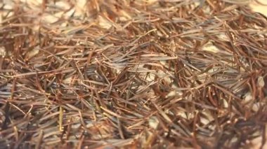 Hasattan sonra kasımpatı tohumları