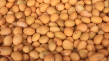 Çiftçiler soya fasulyesi hasatı