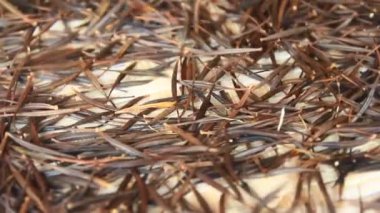 Hasattan sonra kasımpatı tohumları