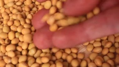 Çiftçiler soya fasulyesi hasatı