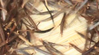 Hasattan sonra kasımpatı tohumları