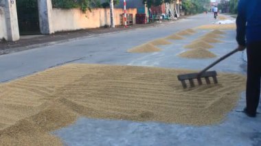 Hasattan sonra pirinç kurutan çiftçiler