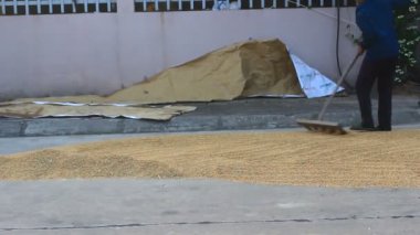 Hasattan sonra pirinç kurutan çiftçiler