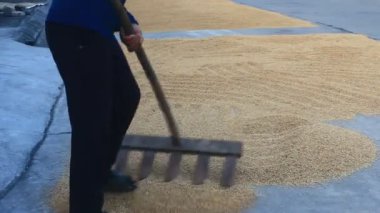 Hasattan sonra pirinç kurutan çiftçiler