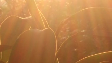 yaprakların üzerine güneş ışığı