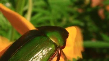 çiçek yeşil böcek