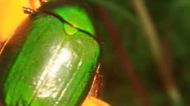 çiçek yeşil böcek