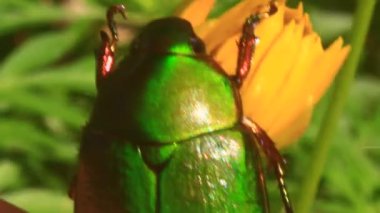 çiçek yeşil böcek