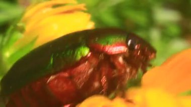 çiçek yeşil böcek