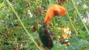 çiçek yeşil böcek