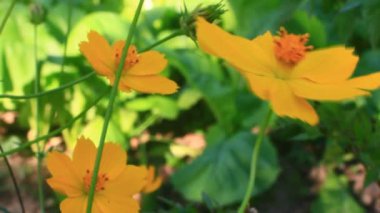 Sarı kasımpatı rüzgârda