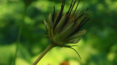 Sarı kasımpatı rüzgârda