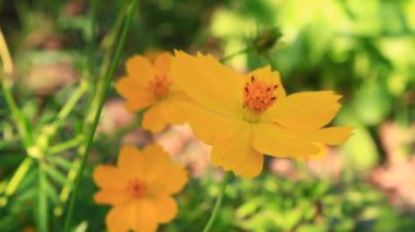 Sarı kasımpatı rüzgârda