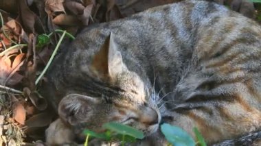 Bahçede oynayan kedi.