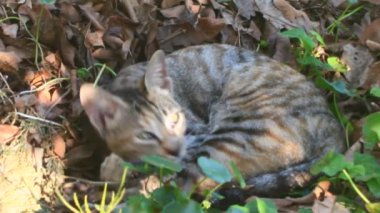 Bahçede oynayan kedi.