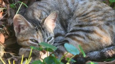 Bahçede oynayan kedi.