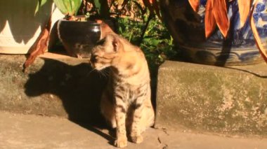 Bahçede oynayan kedi.