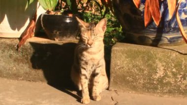 Bahçede oynayan kedi.