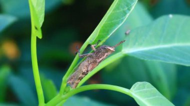 kahverengi çekirge çiçek üzerinde