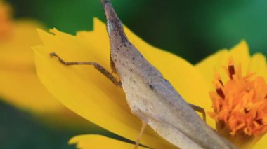 kahverengi çekirge çiçek üzerinde