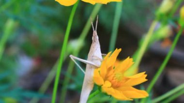 kahverengi çekirge çiçek üzerinde