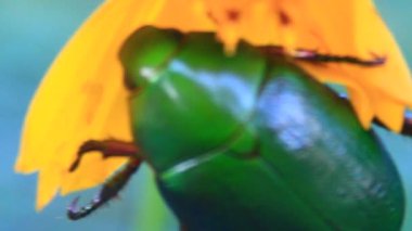 çiçek yeşil böcek