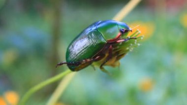 çiçek yeşil böcek
