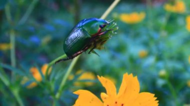 çiçek yeşil böcek