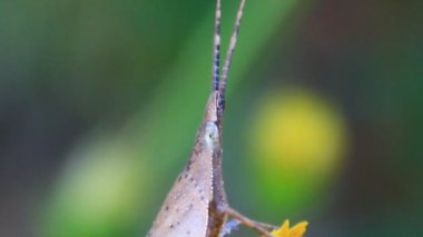 kahverengi çekirge çiçek üzerinde