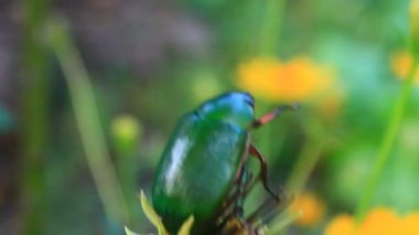 çiçek yeşil böcek