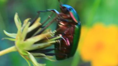 çiçek yeşil böcek