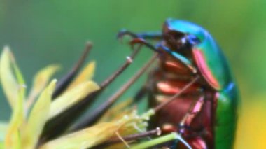 çiçek yeşil böcek