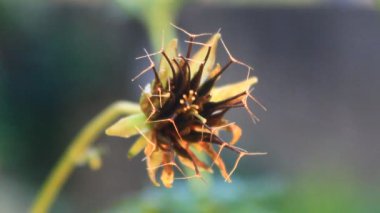 çiçek yeşil böcek