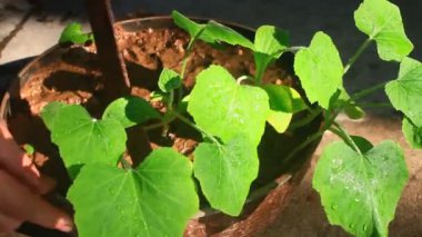 Bahçede büyüyen balkabağı