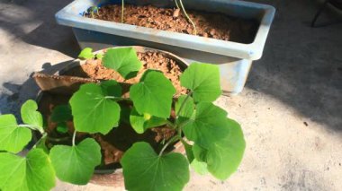 Bahçede büyüyen balkabağı