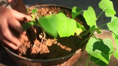 Bahçede büyüyen balkabağı