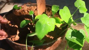 Bahçede büyüyen balkabağı