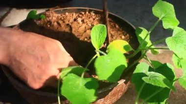 Bahçede büyüyen balkabağı