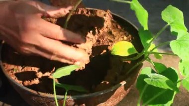 Bahçede büyüyen balkabağı